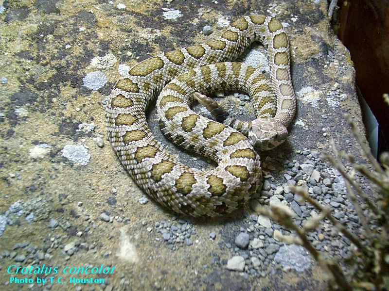 Crotalus concolor smtype.JPG [151 Kb]